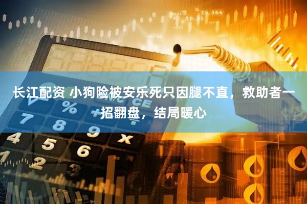 长江配资 小狗险被安乐死只因腿不直，救助者一招翻盘，结局暖心
