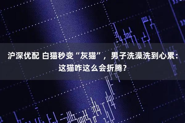 沪深优配 白猫秒变“灰猫”，男子洗澡洗到心累：这猫咋这么会折腾？