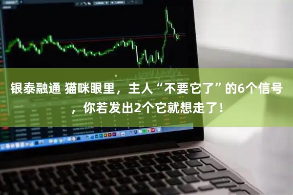 银泰融通 猫咪眼里，主人“不要它了”的6个信号，你若发出2个它就想走了！